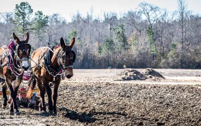 Plow Days, Stockton, AL