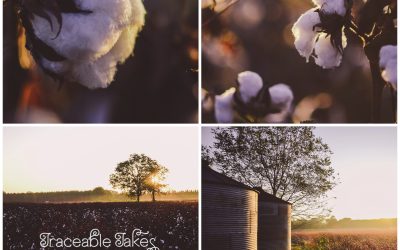 A cotton field outside of Boston, GA