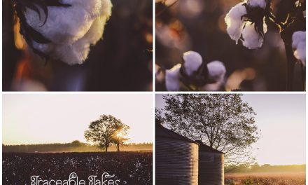 A cotton field outside of Boston, GA